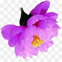 创意海报植物花朵紫色