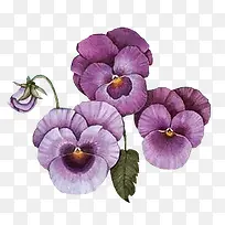 紫色唯美花朵素材