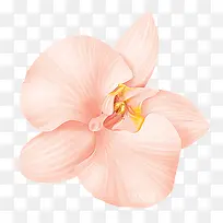 立绘花朵高清素材免抠图片