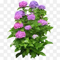 紫色淡紫色花朵