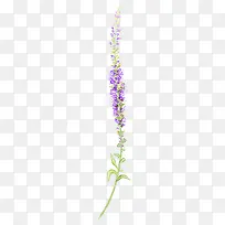 薰衣草