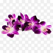 紫色石斛花