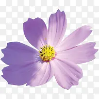 紫色唯美淡雅花朵植物母亲节