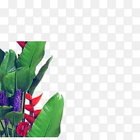 芭蕉叶