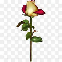 玫瑰手绘玫瑰一朵玫瑰花