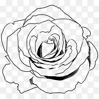 黑色独特玫瑰花手绘