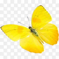 春季黄色纹理蝴蝶装饰