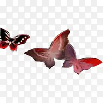蝴蝶素材红色翅膀蝴蝶