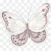 卡通手绘蝴蝶标本素材