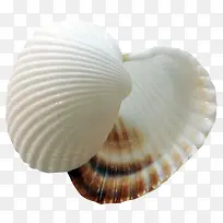 shell