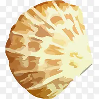 手绘贝壳