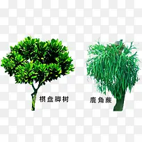 鹿角蕨绿植素材