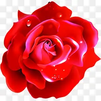 红色蜡质玫瑰七夕情人节
