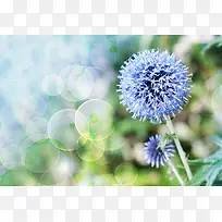 蓝色梦幻花朵壁纸