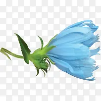 花朵素材蓝色