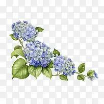 高清蓝色夏季花朵