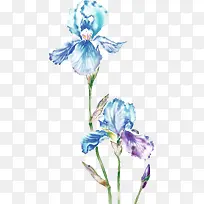 蓝色梦幻花朵植物