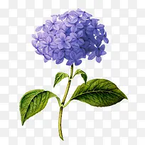 手绘蓝色花朵插图