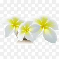 玉兰花