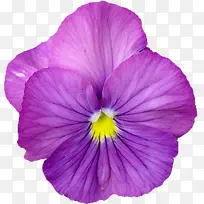 紫色兰花装饰