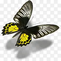 黄色翅膀蝴蝶手绘