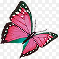 粉色手绘斑点蝴蝶