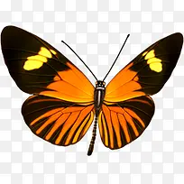 创意手绘质感休息的橙色蝴蝶