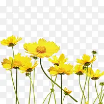 黄色雏菊