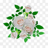 白色玫瑰盛放花枝