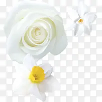 白玫瑰白色水仙