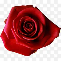 红色绽放新鲜玫瑰