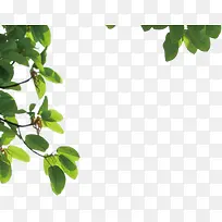 高清绿色植物树叶边框