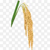 稻谷 稻米 稻穗 禾稻 大米