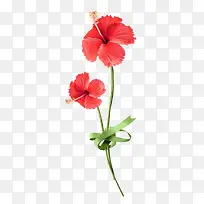 天竺葵红色花朵