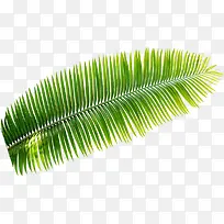 热带植物绿色椰树叶子