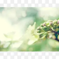 绿色唯美清新宽屏