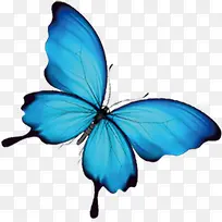 蓝色蝴蝶标本淘宝促销