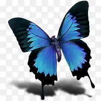蝴蝶图标蓝色翅膀图标