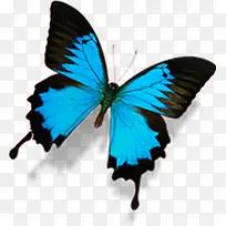 蓝色蝴蝶设计春天