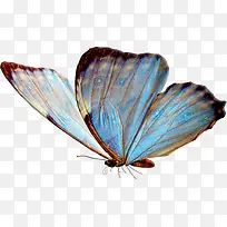 蝴蝶蓝色蝴蝶飞翔的蝴蝶