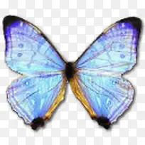 蓝色蝴蝶图标标本