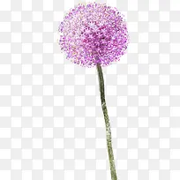 粉色艺术花球