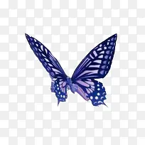 蝴蝶蓝色翅膀蝴蝶动物