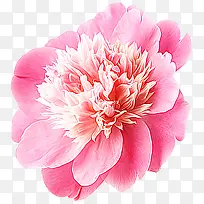 粉红花朵花瓣花蕊