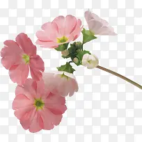 粉红花瓣花朵图片