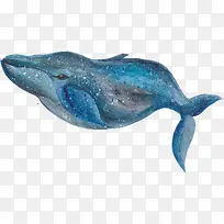 水彩手绘精美的海豚