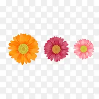 雏菊