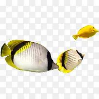 黄色可爱热带鱼