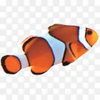 鱼 热带鱼 橙色