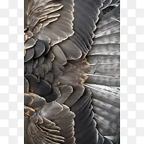 高清灰色鸟类羽毛